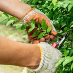 4 Tips for Pruning Trees and Shrubs